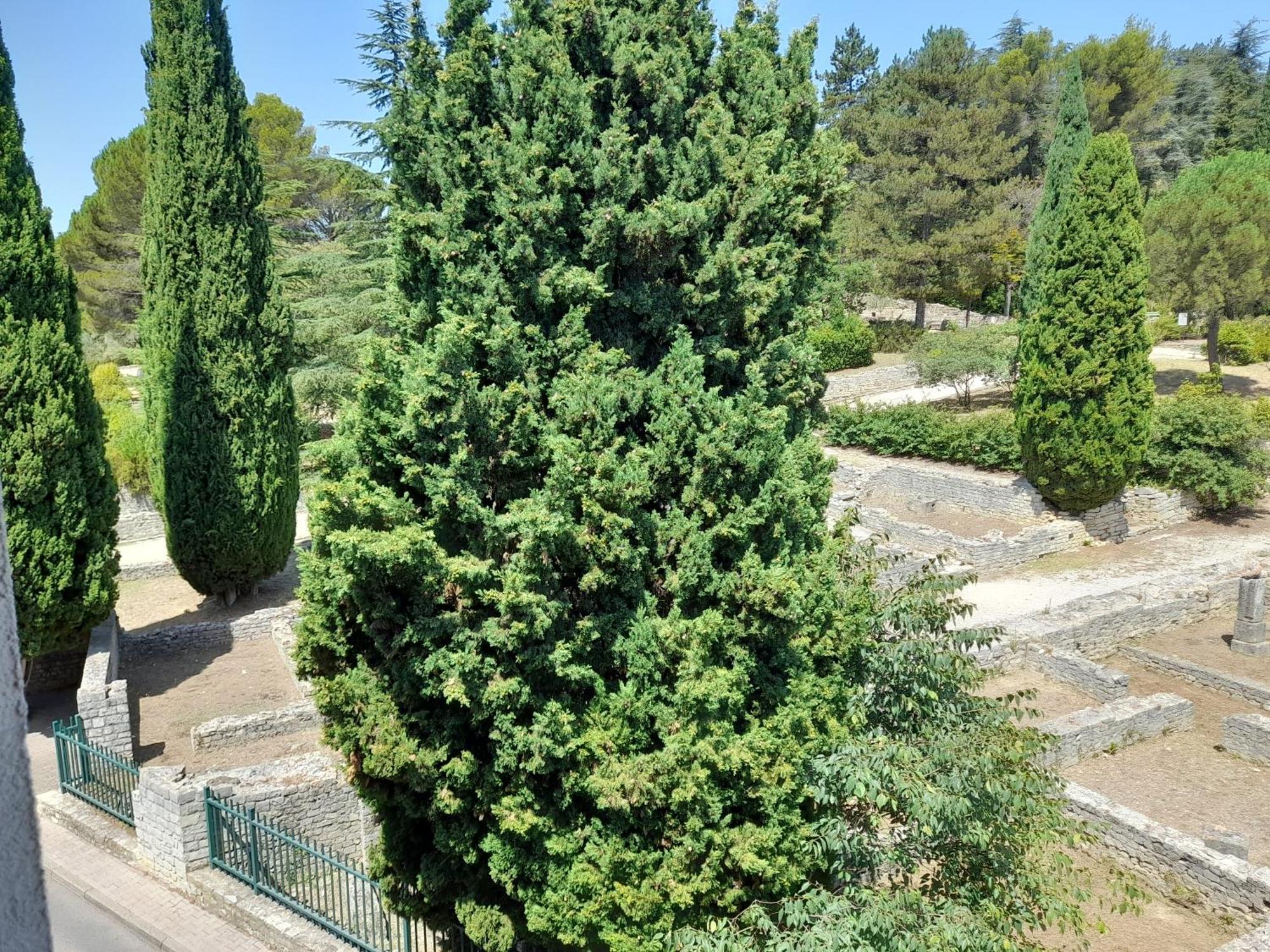 Grande Terrasse Et Vue Sur Le Site Antique Apartment Vaison-la-Romaine Exterior foto